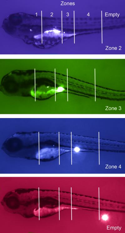 Zebrafish Models Replicating CHD8 Mutation