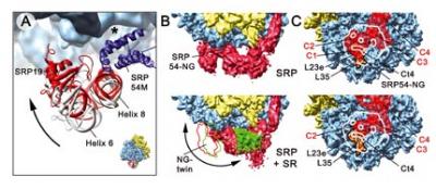 Rearrangement of SRP