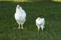 White Plymouth Rock Chickens (1 of 2)