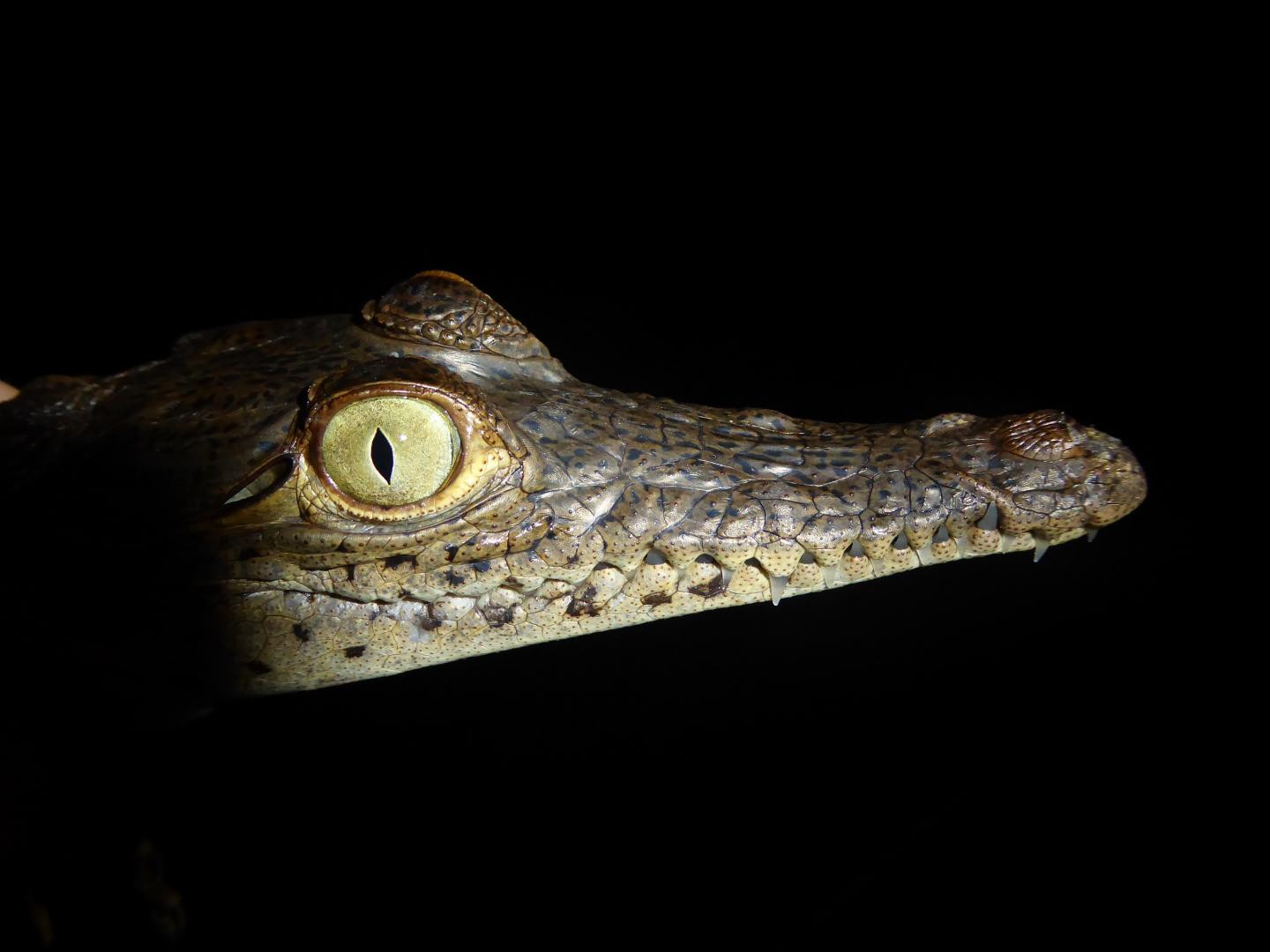 Crocodile from a Population Living on the Coast of Panama