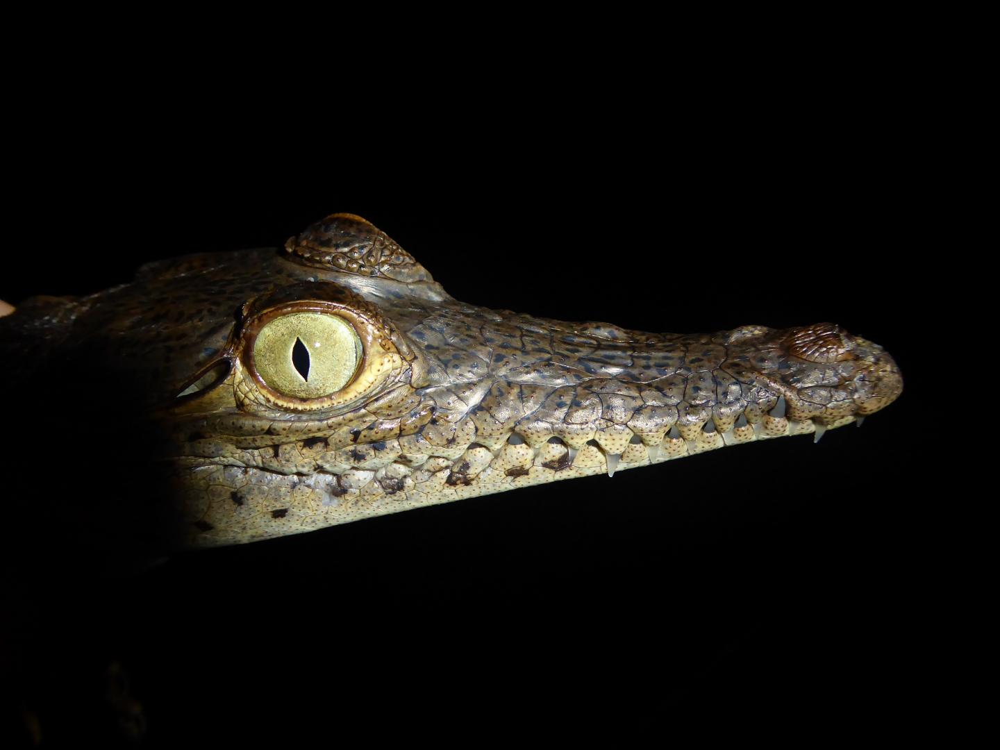 Crocodile dâ€™une population de la cÃ´te panamÃ©enne