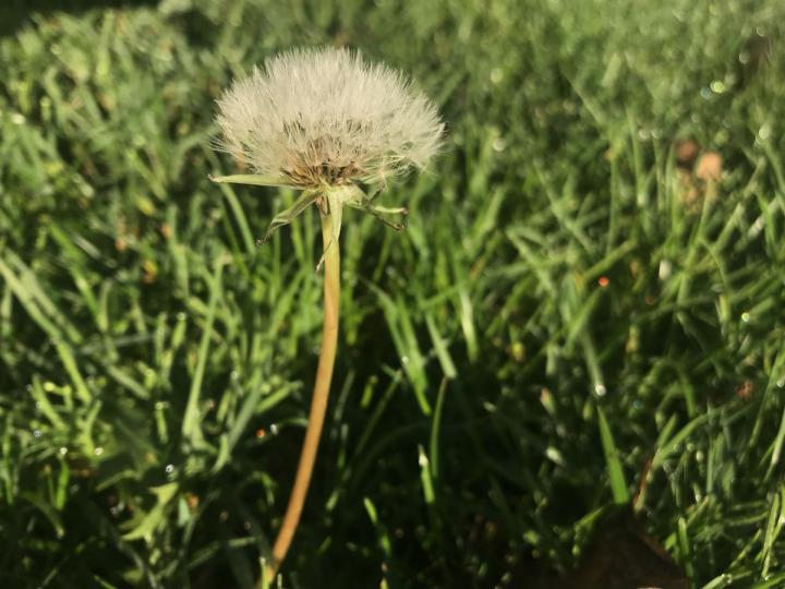 Common Dandelion