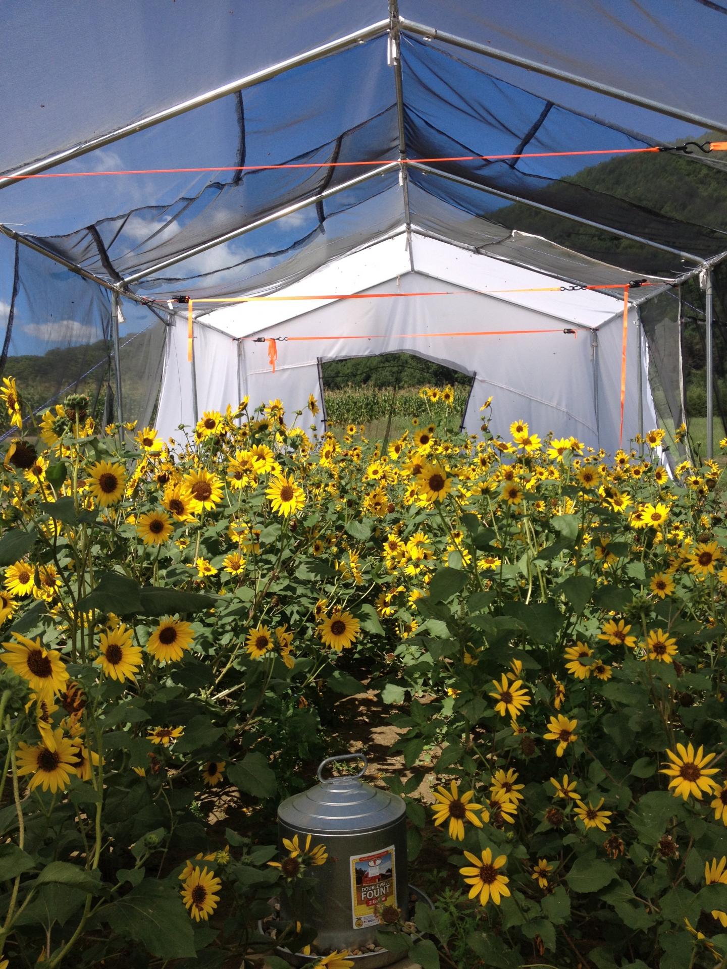 Wild Sunflowers