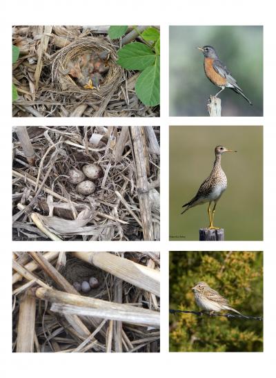 Birds in Tilled Fields Versus No-Till