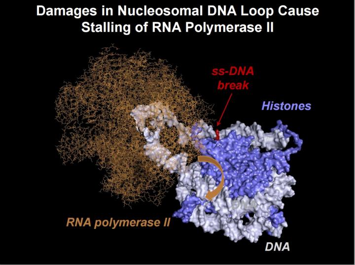 Novel DNA Repair Mechanism