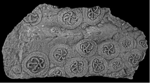 Fossil echinoderms including the multiple, crowded edrioasteroids