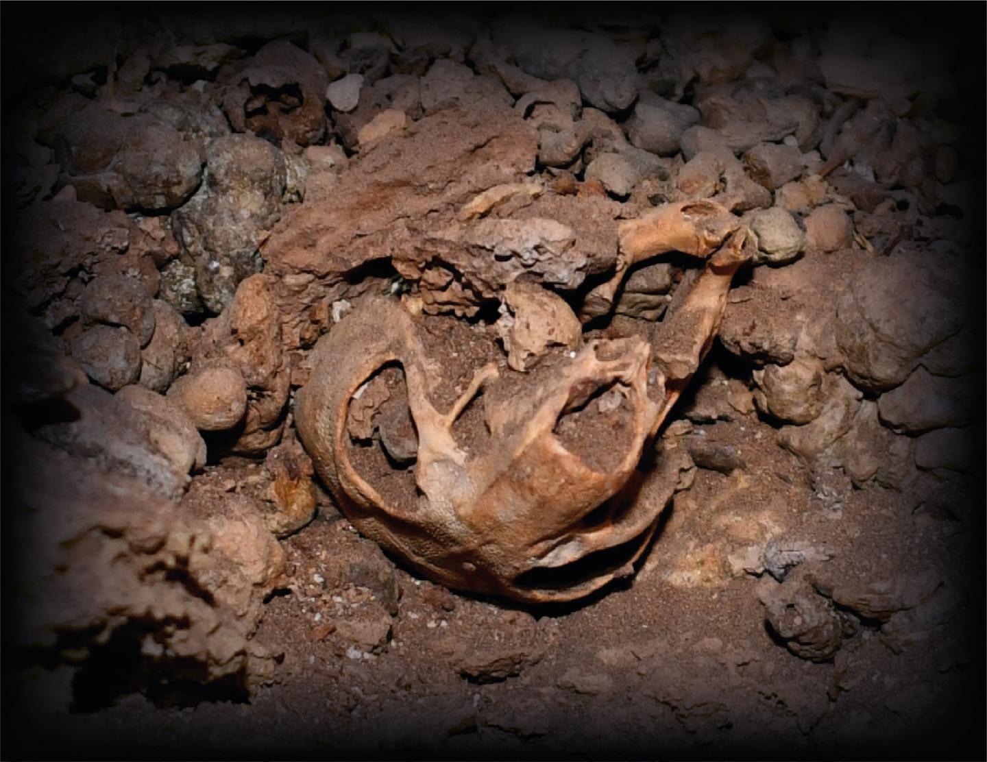 A skull of the Dead Sea crested rat subspecies