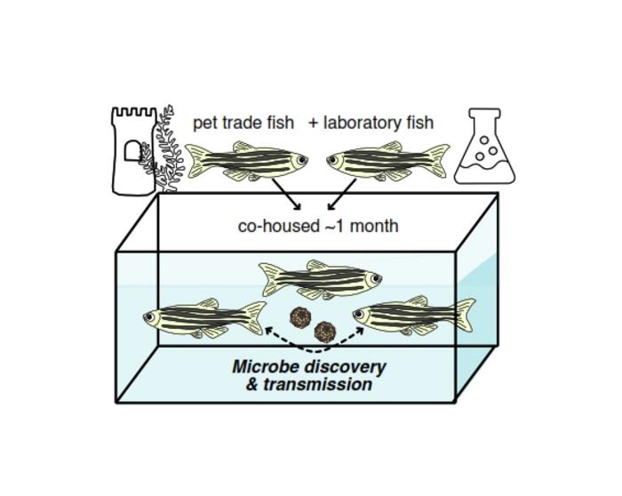 Novel virus identified in zebrafish from the pet trade causes disease in laboratory fish