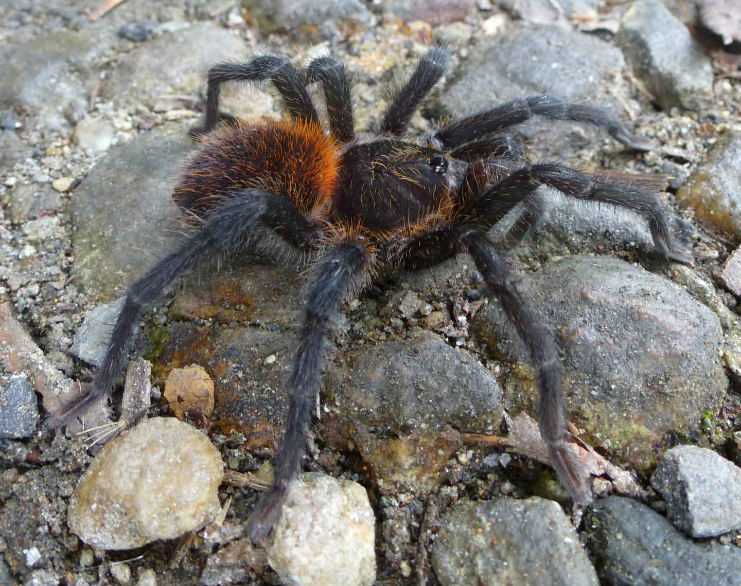 The New Tarantula <I>Kankuamo marquezi</I> (1 of 2)