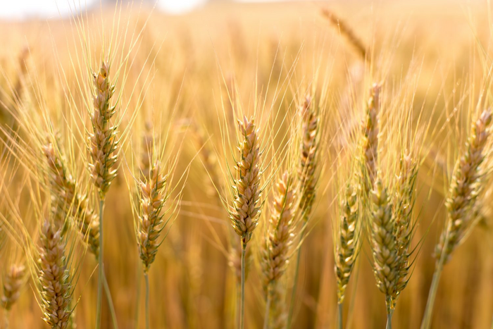 Wheat discovery