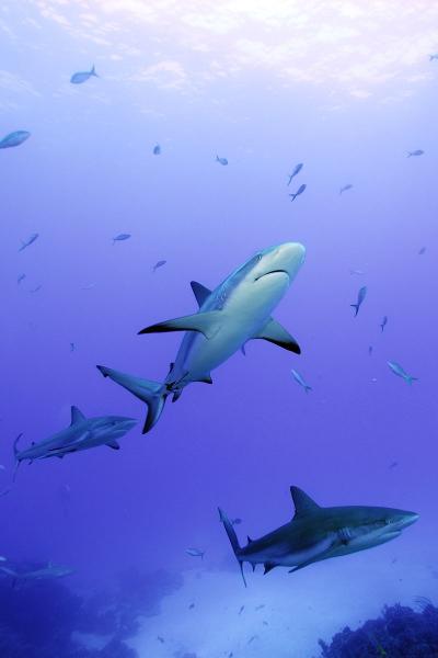 Reef Sharks