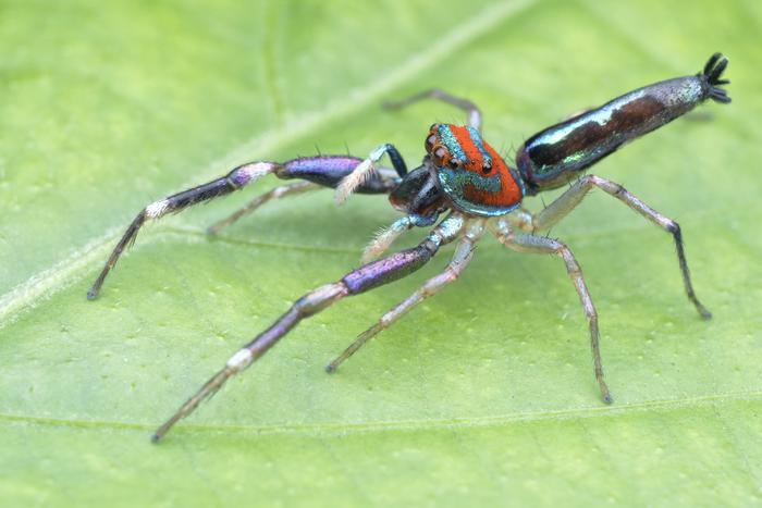 Chrysilla lauta