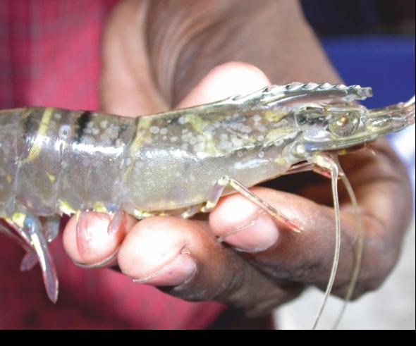 WSSV-Infected Tiger Shrimp