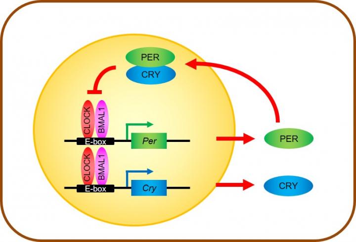 Core Transcriptional-Translati [IMAGE] | EurekAlert! Science News Releases