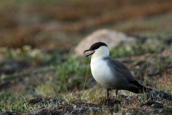 Long-tailed Jaeger