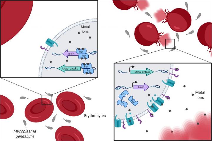 A Response Key for Survival of Mycoplasma Genitalium in the Urogenital Tract Uncovered