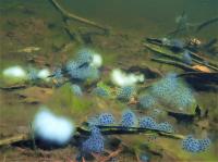 Spotted Salamander Egg Masses