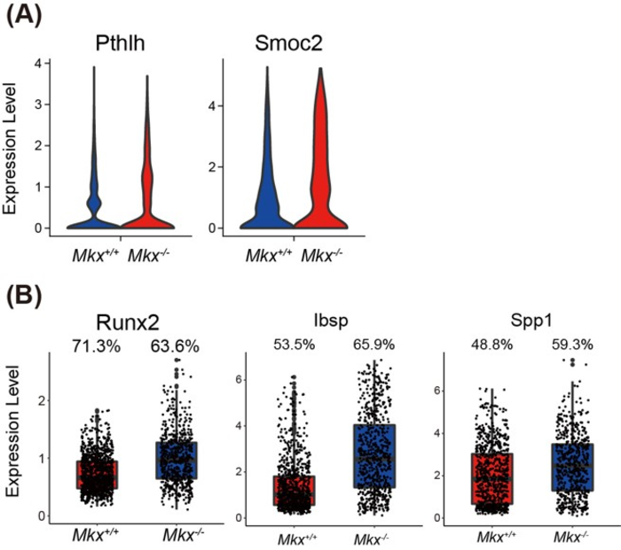 Figure 1. PDL of Mkx deficient rat shows ossification