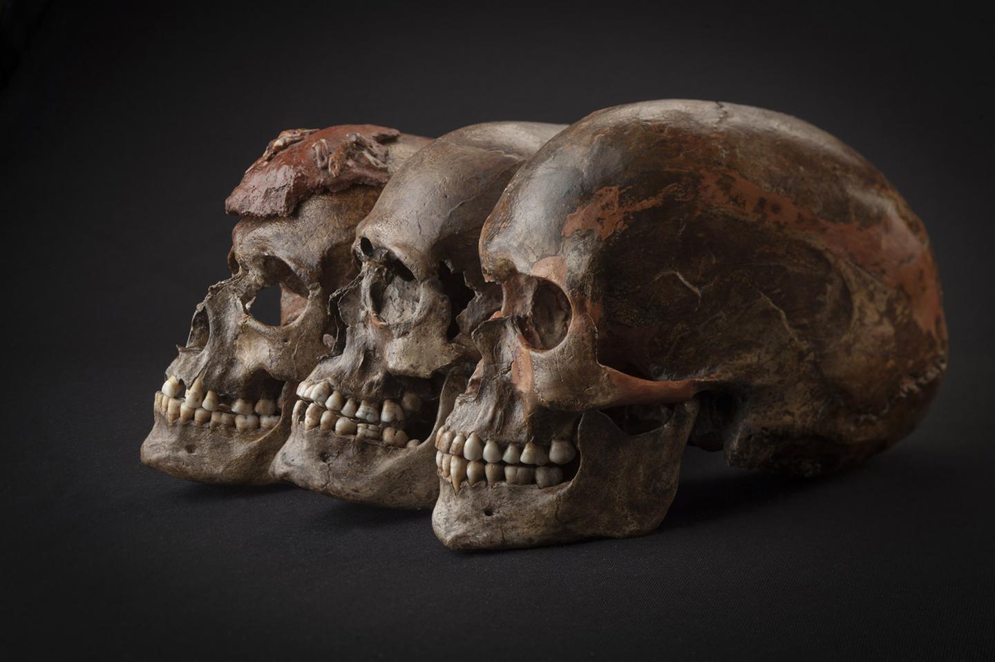 Three ~31,000-Year-Old Skulls from Dolni Vestonice, Czech Republic (1/2)