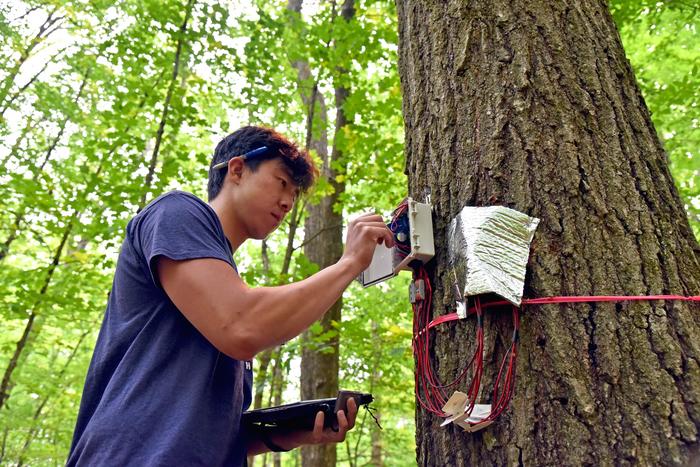 UConn Forest