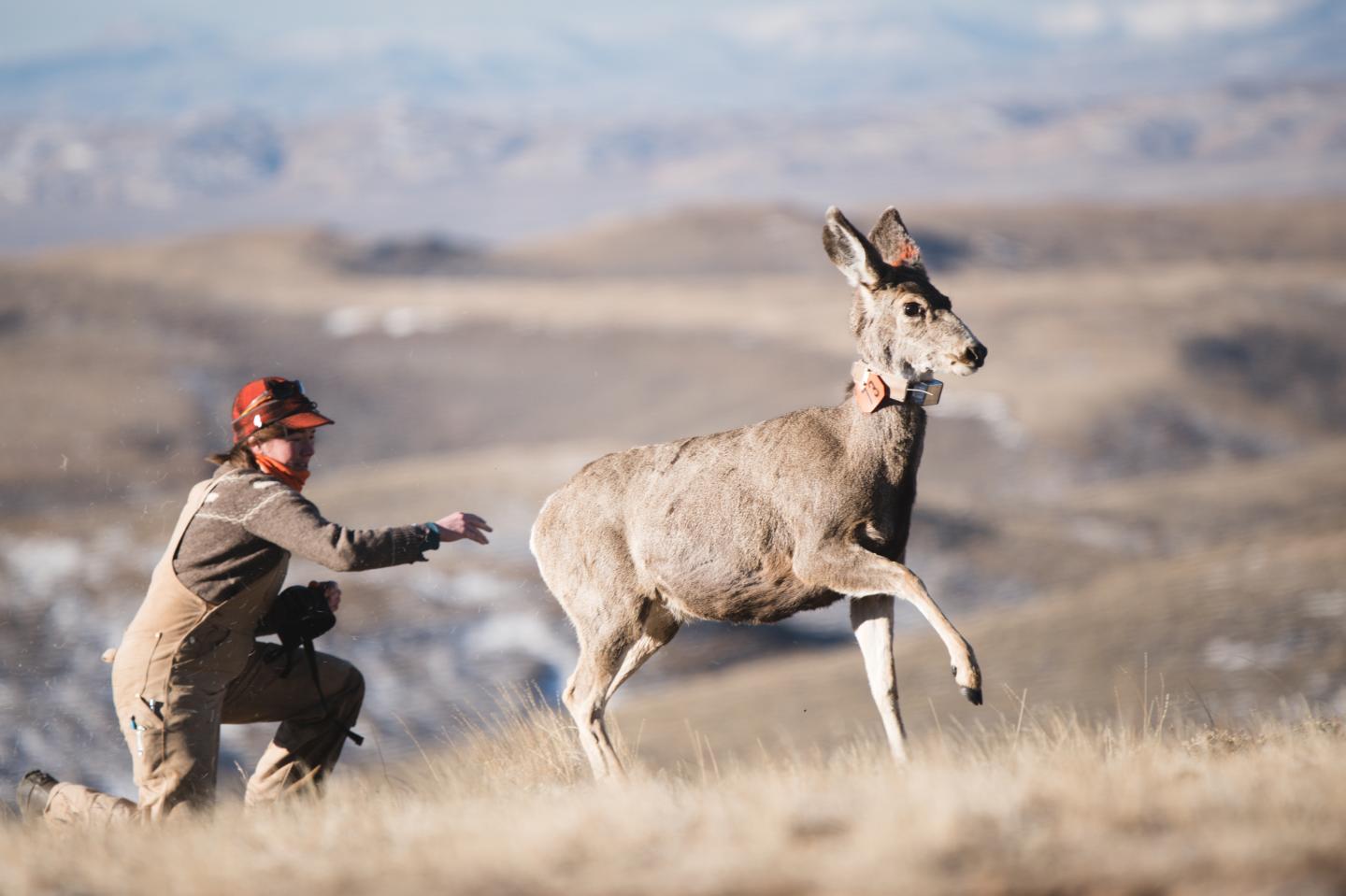 Mule Deer Release