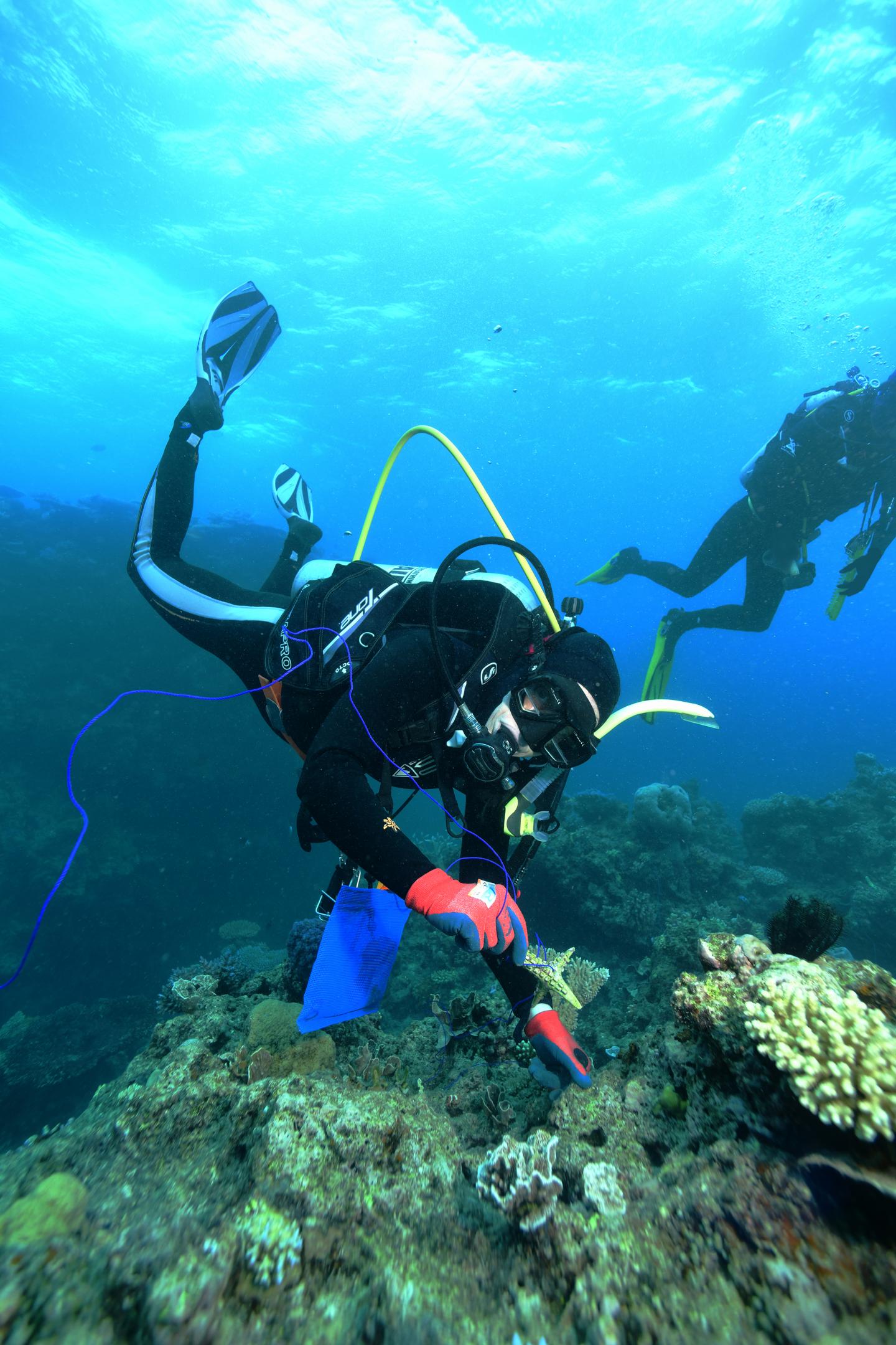 Trialling Coral Settlement Devices