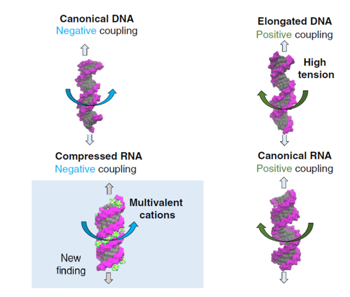 Force-induced twist changes in DNA and RNA