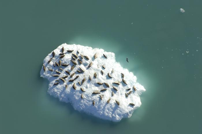 Harbor seals on ice