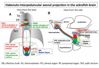 Habenulo-Interpenduncular Axonal Projection in the Zebrafish Brain