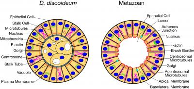 Simple Organism, Complex Tissue (4 of 4)