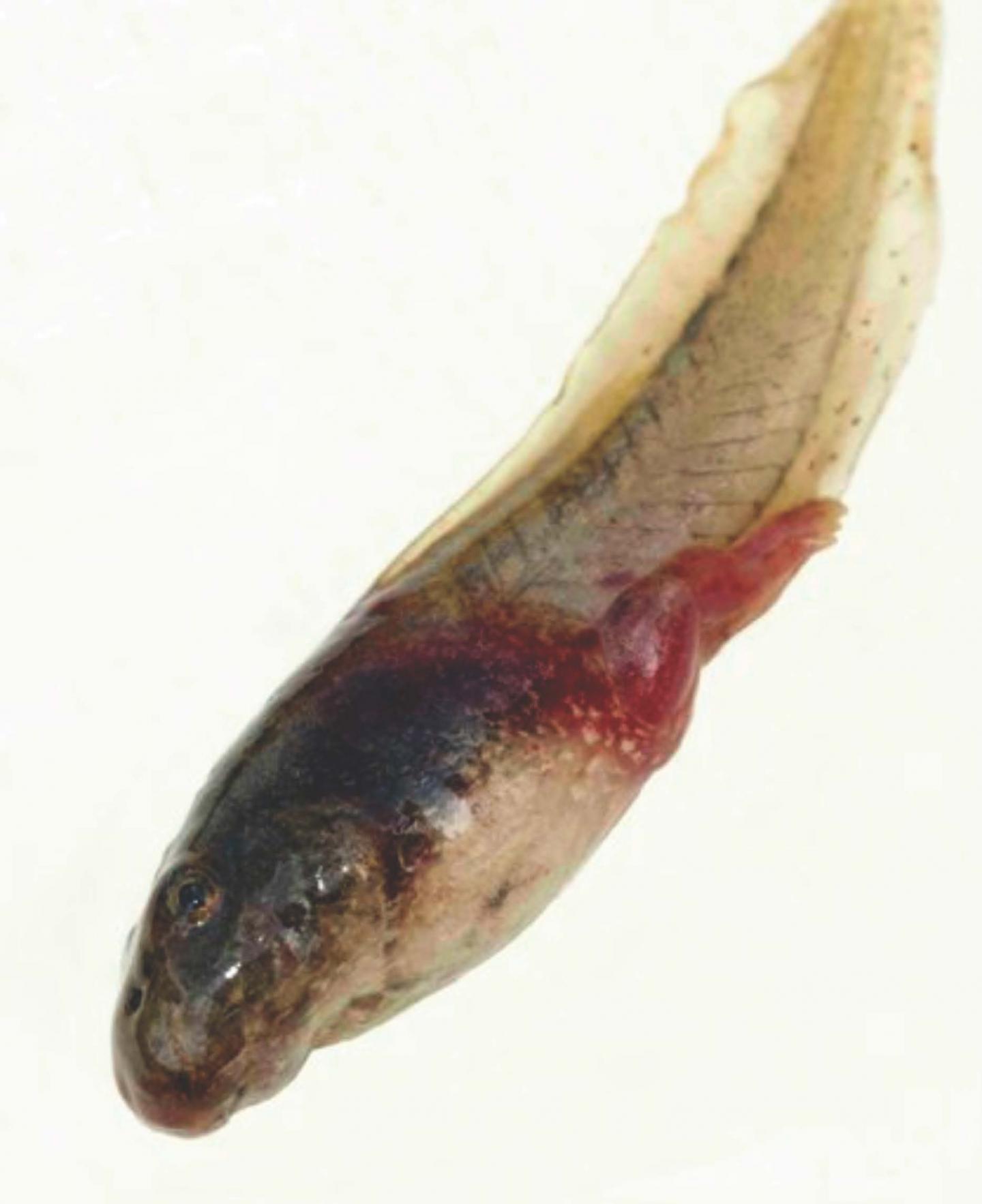 Infected Tadpole