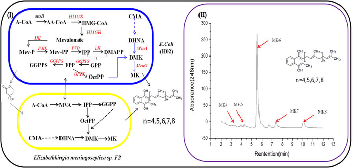 Scientists Successfully Synthesize Terpenoids with Microbial Consortium