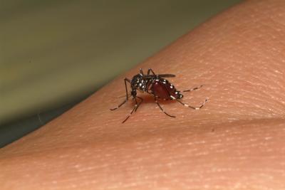 <i>Aedes albopictus</i>