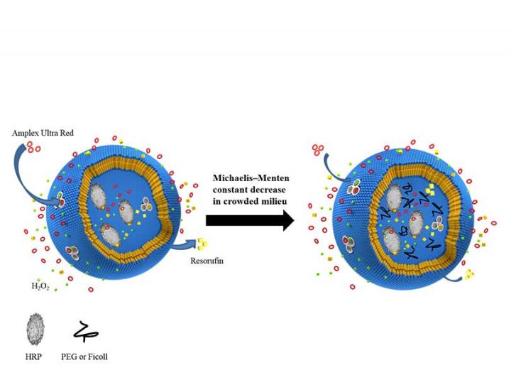 Enzymatic Reaction inside a Nanoreactor
