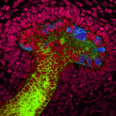 Salk Scientists for the First Time Generate 'Mini-Kidney' Structures from Human Stem Cells