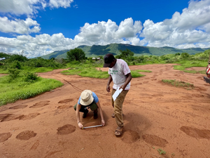 Elephant footprint tracking in Sagalla.