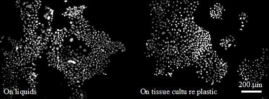 Epidermal Cell Colonies Grown On Liquids (Left) and Tissue Culture Plastic Classically Used For Cell