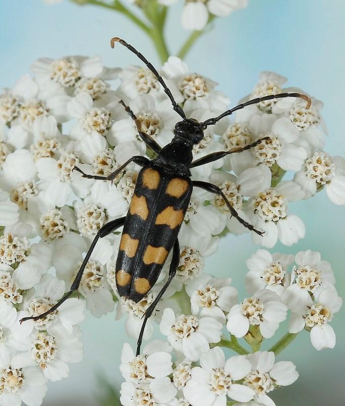 <em>Leptura quadrifasciata</em>