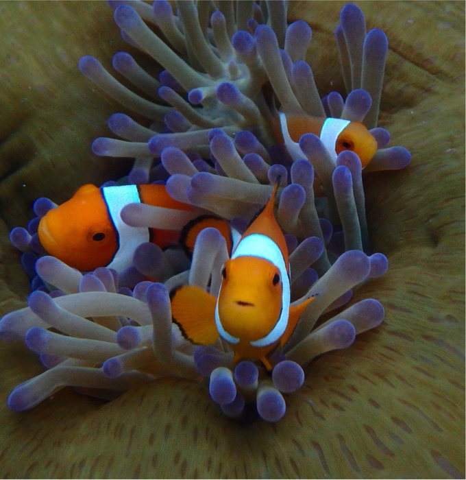 clown anemonefish