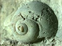 Freshwater Snail Fossil Impression