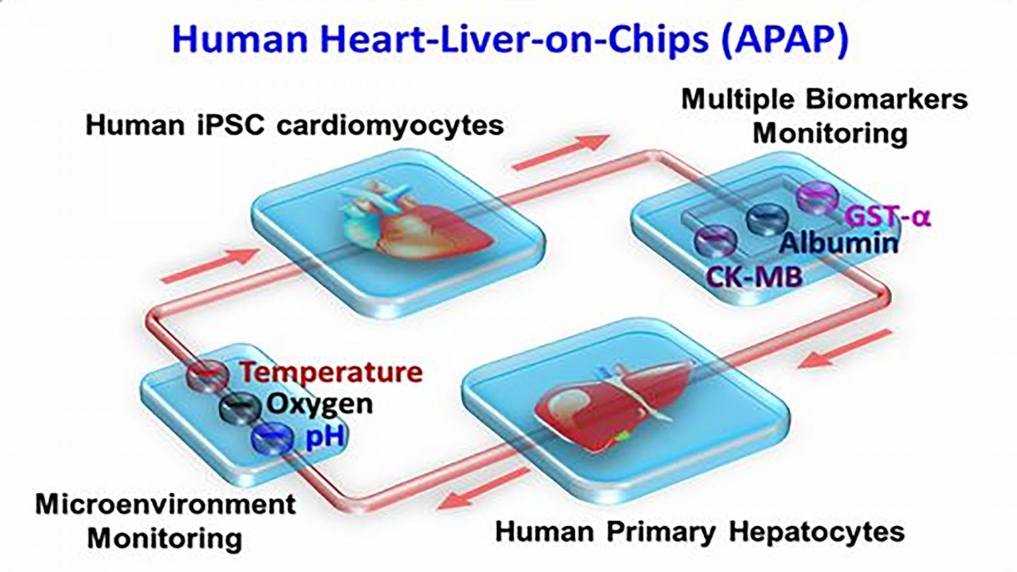 Schematic showing the design of an organ-on-a-chip