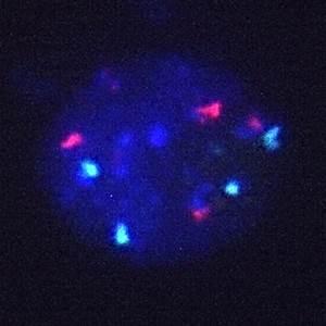Nucleus of <i>Arabidopsis thaliana</i>