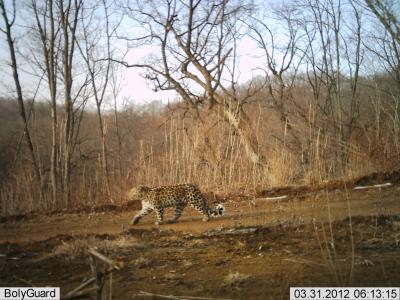 Amur Leopard