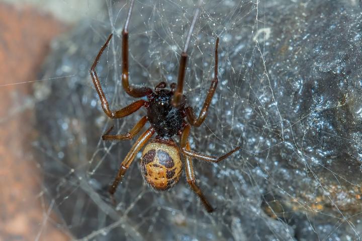 Nobel False Widow Spider