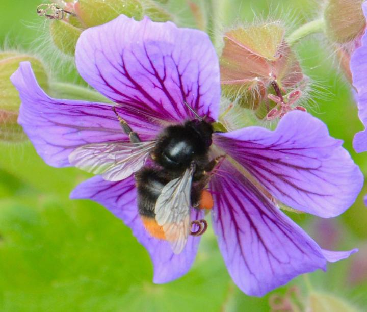 Climate Change: Compressing the Bumblebee Home Range (5 of 18)