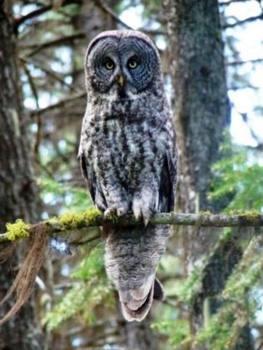 Great Gray Owl