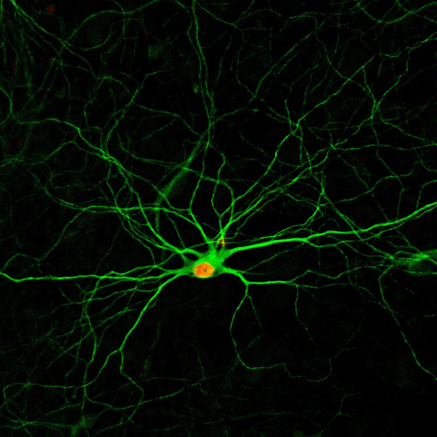 Astrocytes Converted to Neurons