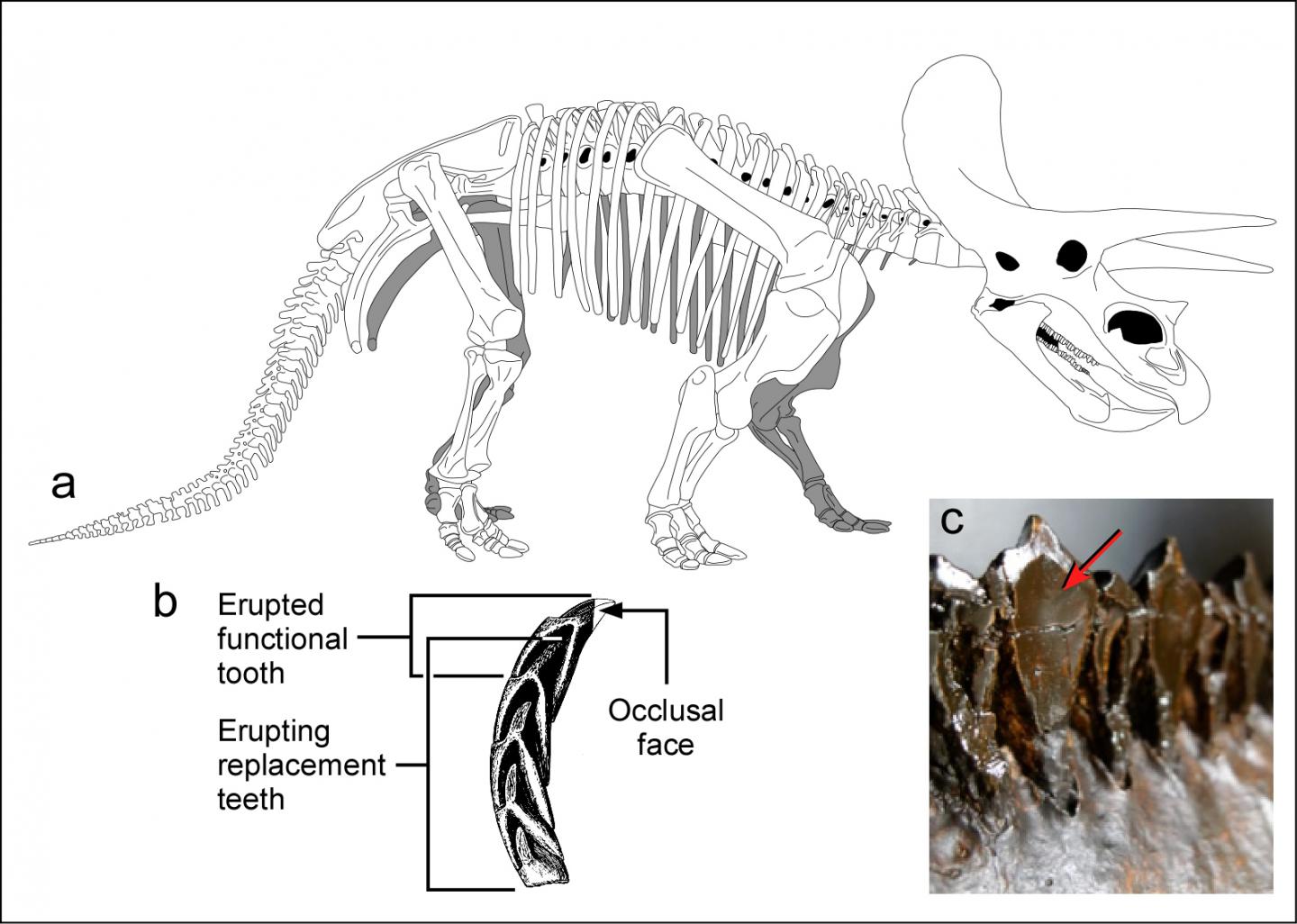 How <i>Triceratops'</i> Teeth Evolved to Help Them Compete (2 of 2)