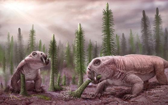 Lystrosaurus, An Early Relative of Mammals
