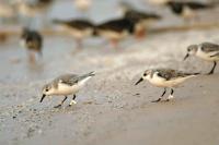 Sanderlings Tagged with Color-Rings